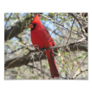 Cardinal Foto Afdruk