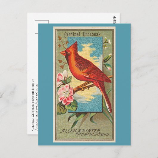 Cardinal Grosbeak Briefkaart (Voorkant / Achterkant)