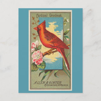 Cardinal Grosbeak Briefkaart