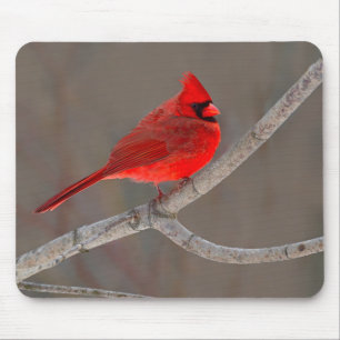 Cardinal Muismat