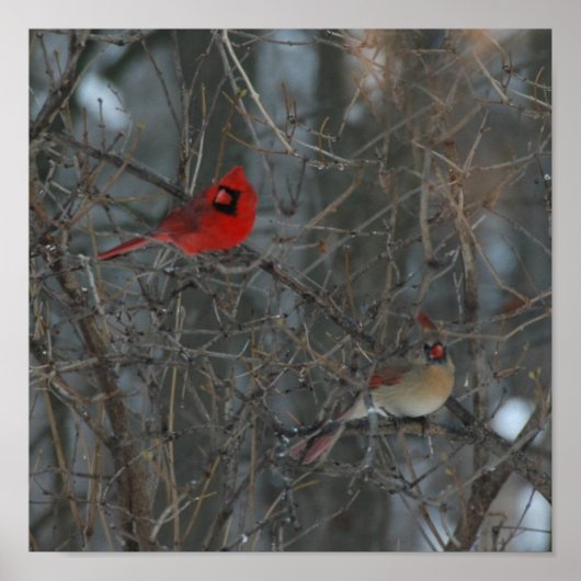 Cardinal Pair Poster (Voorkant)