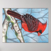 cardinal poster (Voorkant)
