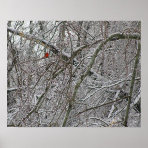 Cardinal Poster