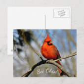 Cardinal (See Ohio) Ansichtkaart Briefkaart (Voorkant / Achterkant)
