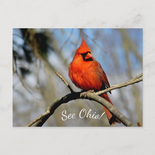 Cardinal (See Ohio) Ansichtkaart Briefkaart (Voorkant)