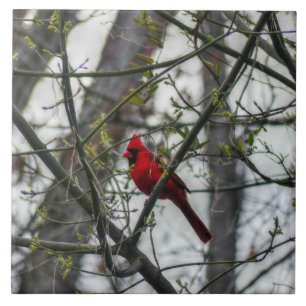Cardinal Tegeltje