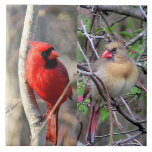 Cardinale peren keramische Tegel Tegeltje