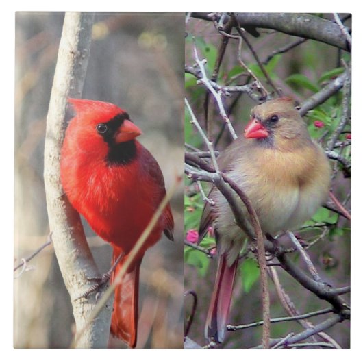 Cardinale peren keramische Tegel Tegeltje (Voorkant)
