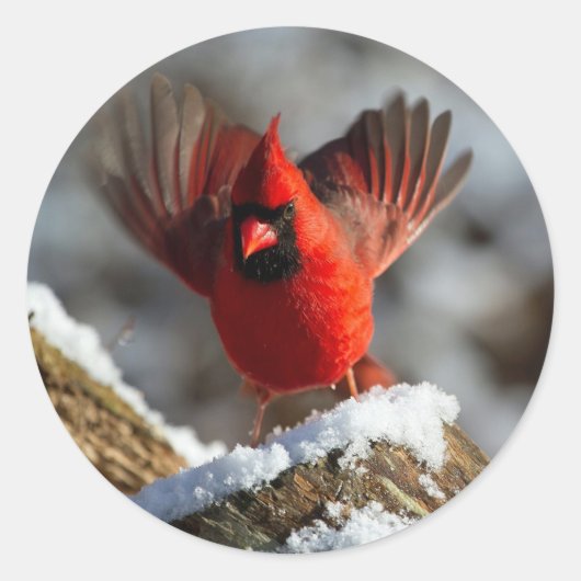 Cardinale sneeuwfoto ronde sticker (Voorkant)