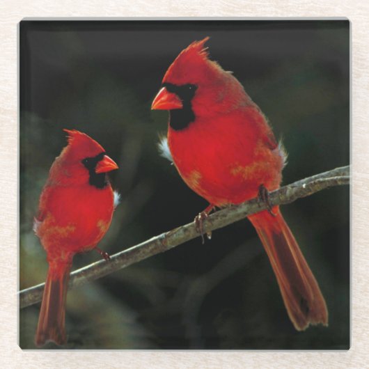CARDINALS GLAZEN ONDERZETTER (Voorkant)