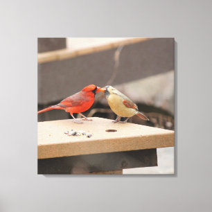 Cardinals Kiss Canvas Afdruk