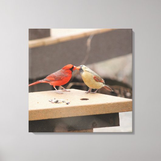 Cardinals Kiss Canvas Afdruk (Voorkant)