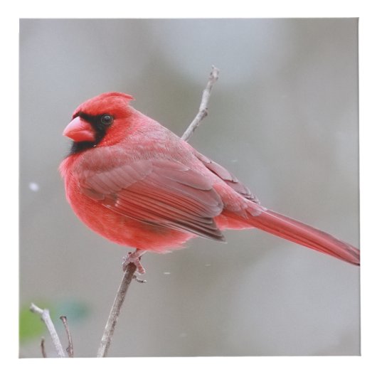 Cardinals_Photo_Cube Kubus (Top)