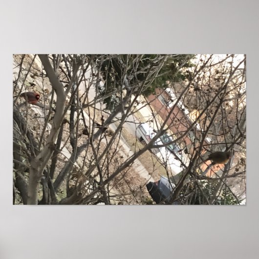 Cardinals Poster (Voorkant)