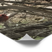 Cardinals Poster (Hoek)