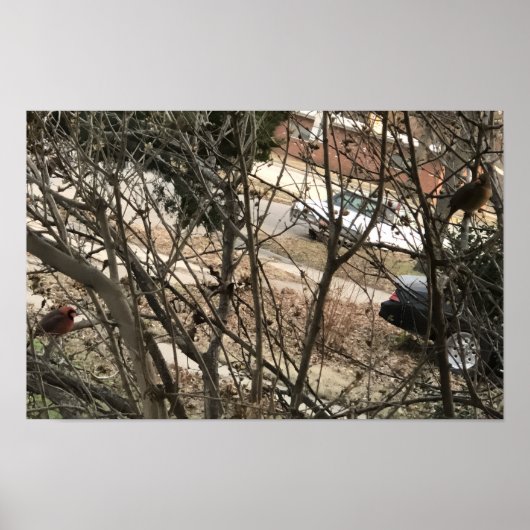 Cardinals Poster (Voorkant)