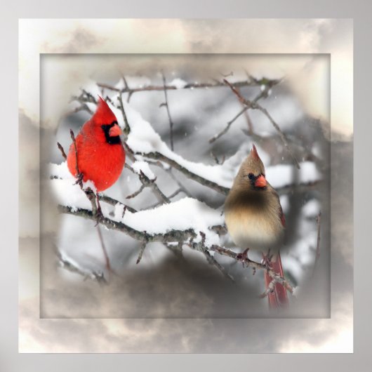 Cardinals Winter Scene Poster (Voorkant)