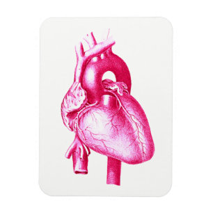 Cardiologie Pop Art: Roze anatomie van het menseli Magneet