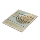 Cardita Shell Tegeltje (Zijkant)