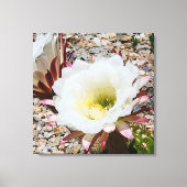 Cardon Grande Cactus Foto Canvas Afdruk (Voorkant)