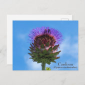Cardoon Flower Briefkaart (Voorkant / Achterkant)