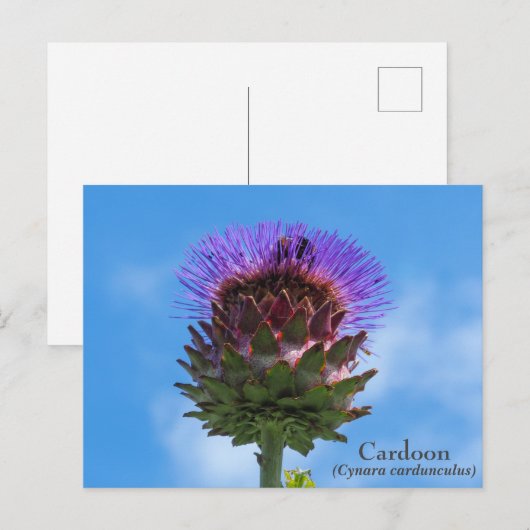 Cardoon Flower Briefkaart (Voorkant / Achterkant)