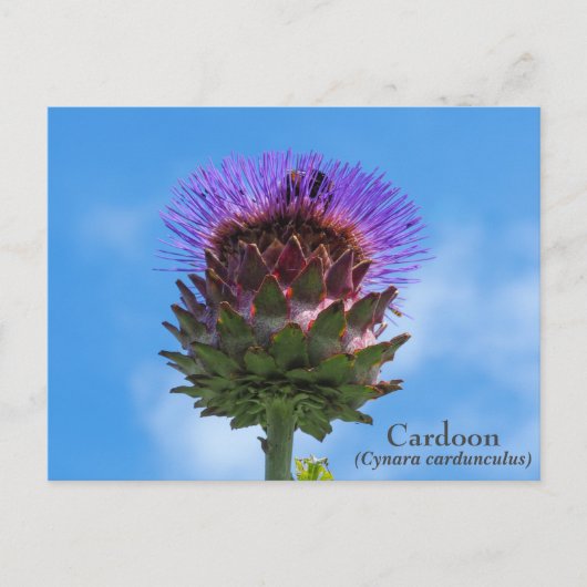 Cardoon Flower Briefkaart (Voorkant)