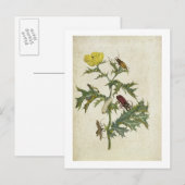 Cardos Spinosus: Beetles en Caterpilars, bord 6 Briefkaart (Voorkant / Achterkant)