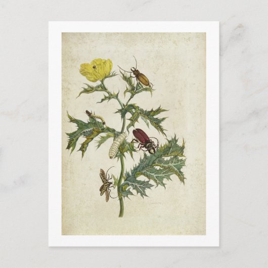 Cardos Spinosus: Beetles en Caterpilars, bord 6 Briefkaart (Voorkant)