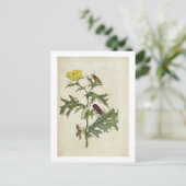 Cardos Spinosus: Beetles en Caterpilars, bord 6 Briefkaart (Staand voorkant)