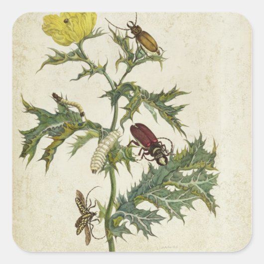 Cardos Spinosus: Beetles en Caterpilars, bord 6 Vierkante Sticker (Voorkant)