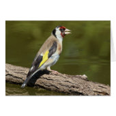 Carduelis carduelis (Voorkant Horizontaal)