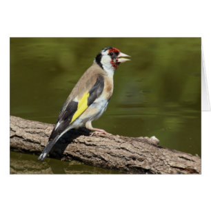 Carduelis carduelis