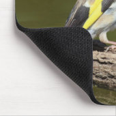 Carduelis carduelis muismat (Hoek)