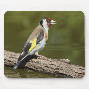 Carduelis carduelis muismat
