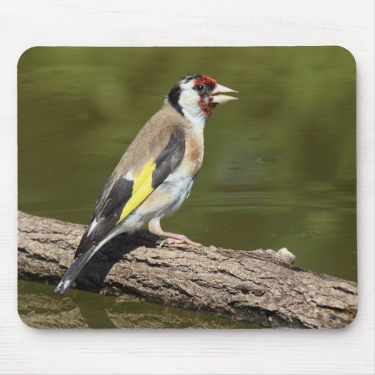 Carduelis carduelis muismat (Voorkant)