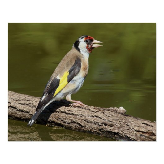 Carduelis carduelis perfect poster (Voorkant)