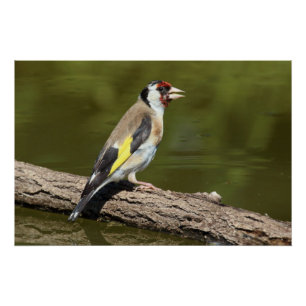 Carduelis carduelis perfect poster
