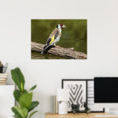 Carduelis carduelis poster (Thuiskantoor)