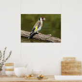 Carduelis carduelis poster (Keuken)