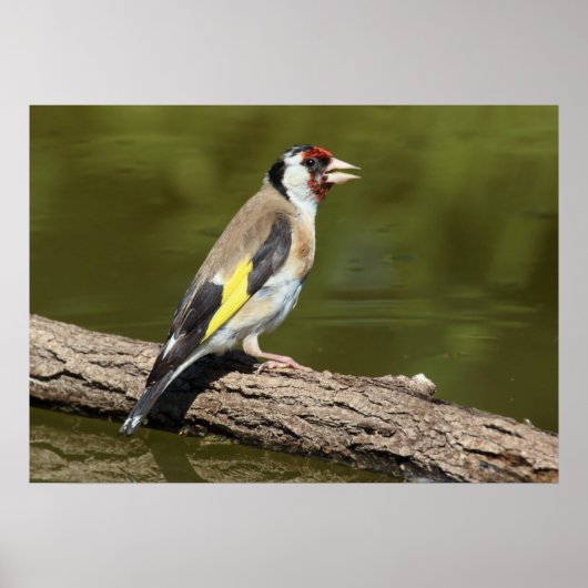 Carduelis carduelis poster (Voorkant)