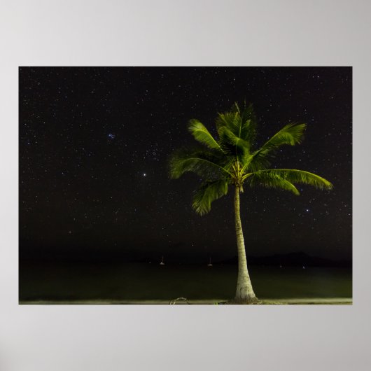 Cardwell Palm Poster (Voorkant)