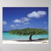 Caribbean, Aruba. Eagle Beach Poster (Voorkant)