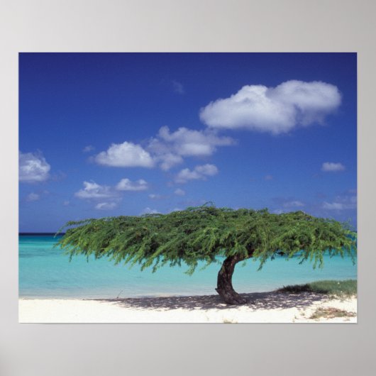 Caribbean, Aruba. Eagle Beach Poster (Voorkant)