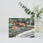 Caribbean Flamingo's # 12 Briefkaart (Staand voorkant)