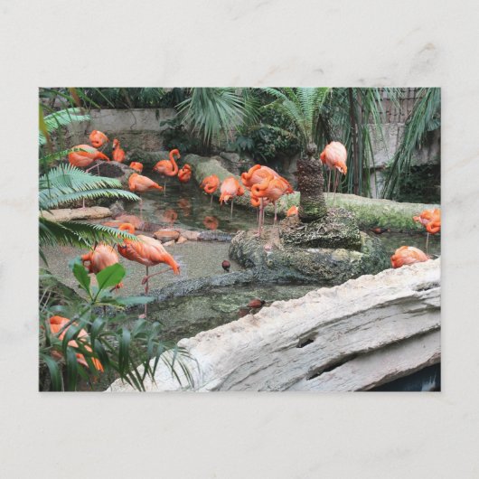 Caribbean Flamingo's # 12 Briefkaart (Voorkant)