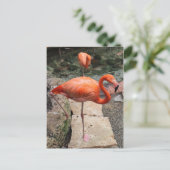 Caribbean Flamingo's # 4 Briefkaart (Staand voorkant)