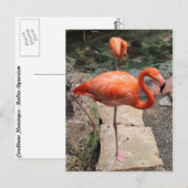 Caribbean Flamingo's # 4 Briefkaart (Voorkant / Achterkant)
