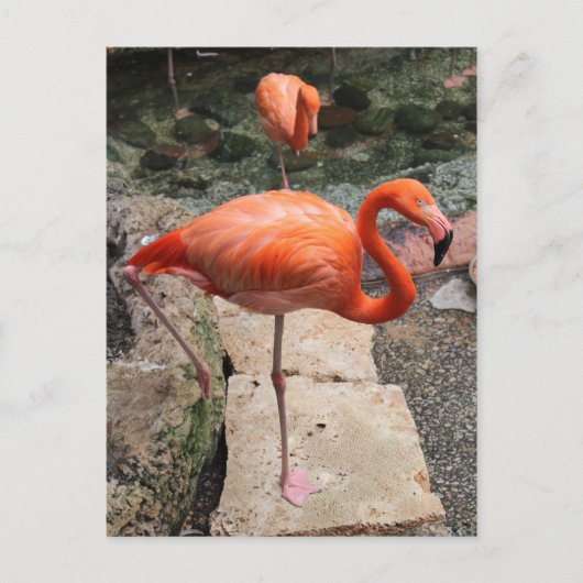 Caribbean Flamingo's # 4 Briefkaart (Voorkant)