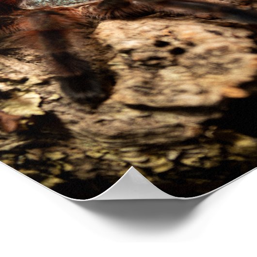 Caribena Versicolor Pink Tarantula Poster (Hoek)